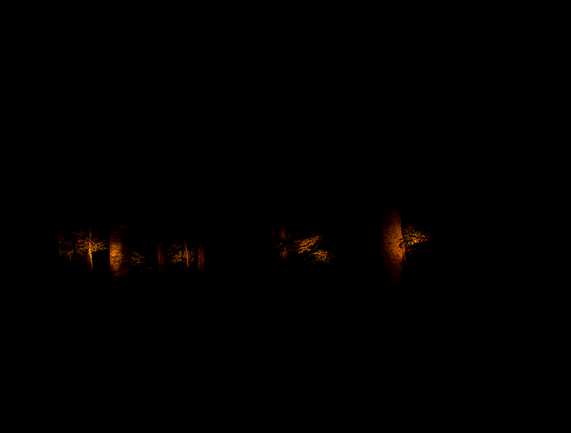 Lit Forest, 2012́